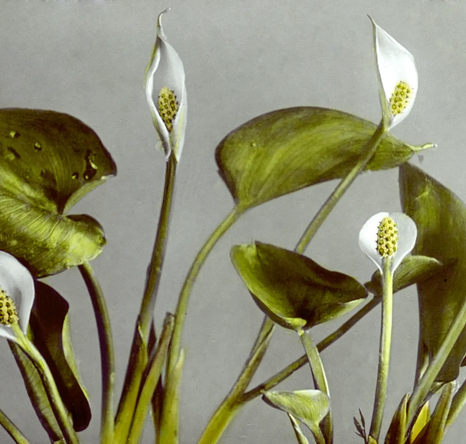 test Picture of a flower